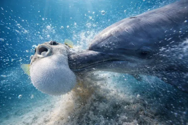 テトロドトキシンっ！（悲鳴）