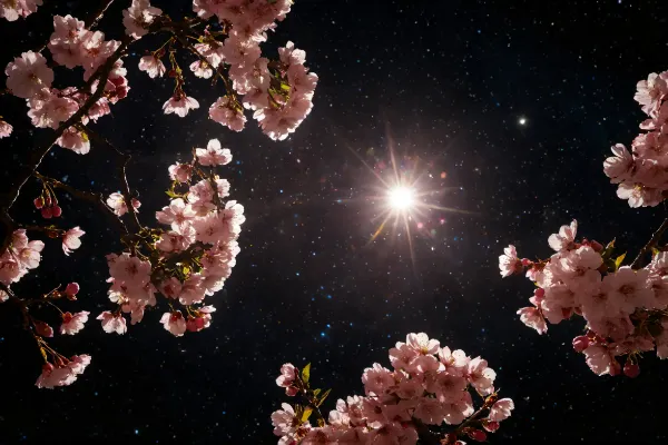 夜桜！？それより団子だ！