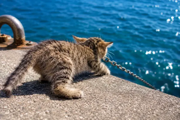 ねこふぃっしんぐ