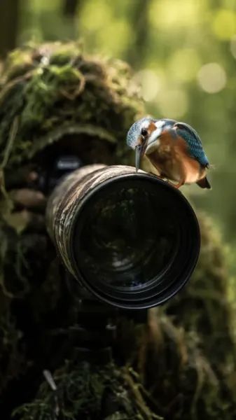 違和感を感じている野鳥