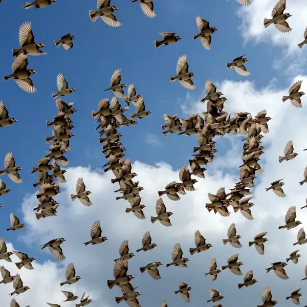 空に浮かぶ鳥たちの愛のシンフォニー