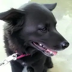らだい
