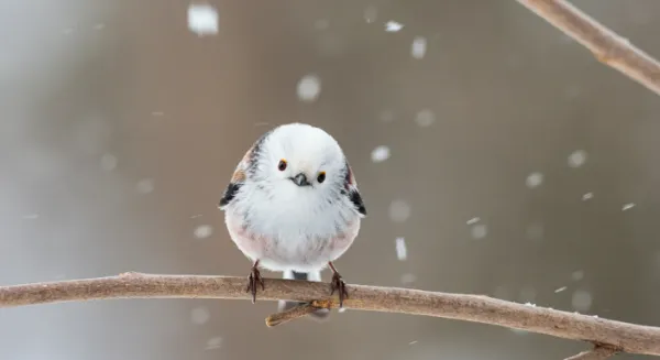 雪の妖精