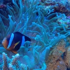 海花3
