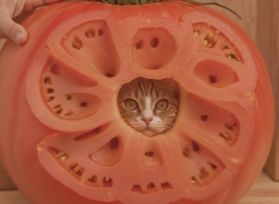 猫トマ！XL