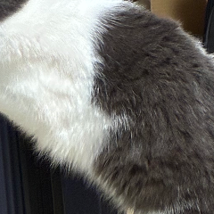 とっと