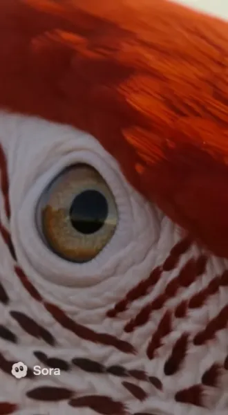 【音量注意】ベニコンゴウインコの冒険  NG版