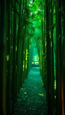 Path among the Bamboo