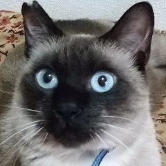 hiro