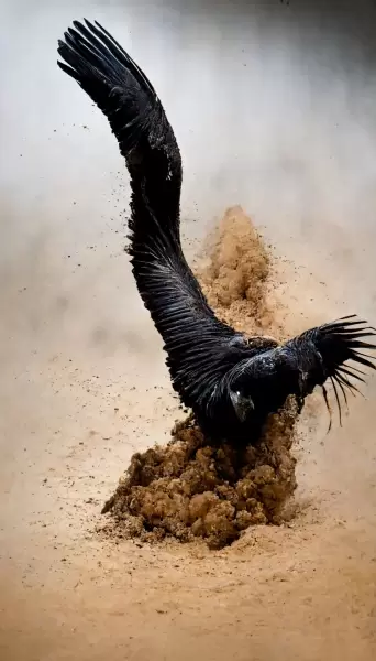 A condor is mericondoring.