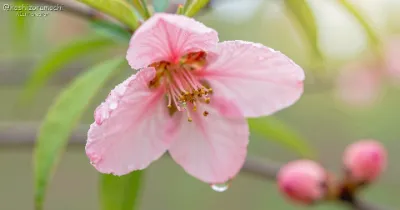 【春のひと雫】朝露に濡れる可憐な桃の花｜瑞々しい生命の息吹を描くマクロアート