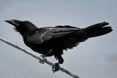 身近なモノクロ