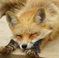 kuroro