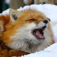 こん