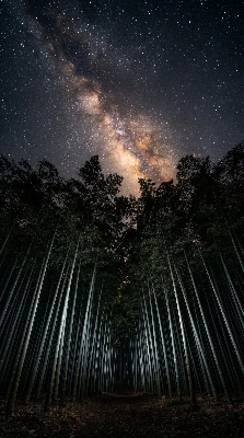 竹林の奥に輝く星の小道