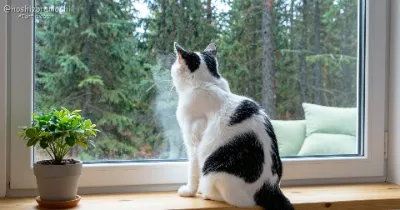 窓辺で外を見るネコちゃん🐱