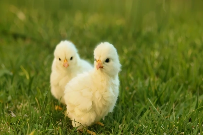ひよこ