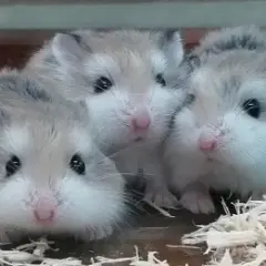 元 千尋
