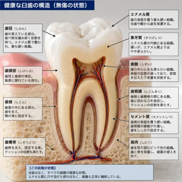 虫歯にはきをつけようね