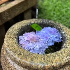 ゆの