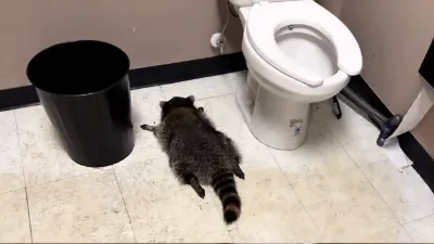 例の酔ったアライグマ