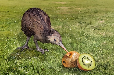 キウイを食べるキウイ